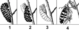 Estágios de desenvolvimento de uma borboleta.