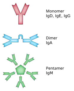 Some antibodies form complexes that bind to multiple antigen molecules.