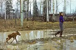 A young woman in rubber boots is walking through a muddy clearing in a wood at Kostroma Moose Farm followed by a very young moose, struggling to keep up