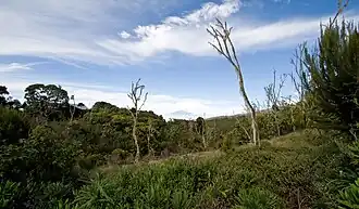 O monte Meru visto ao fundo através da vegetação da floresta tropical húmida.