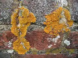 Um líquen crostoso em uma parede