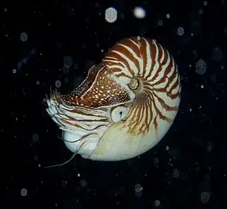 Fotografia de uma espécie do gênero Nautilus em Lifou, na Nova Caledônia (Nautilus macromphalus).