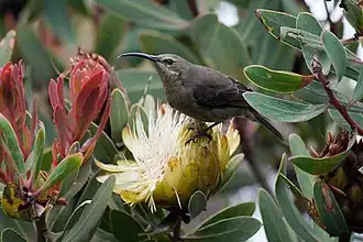 Beija-flor-malaquite fêmea sobre uma flor de Protea caffra subsp. kilimandscharica.