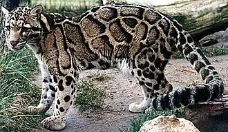 Leopardo-nebuloso no Feline Conservation Center, Rosamond, Califórnia.