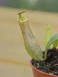 Nepenthesgracilis