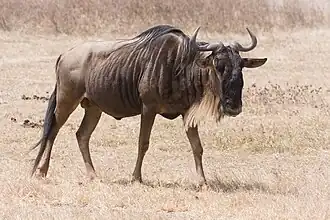 Gnu-de-cauda-preta na cratera de Ngorongoro, na Tanzânia