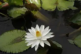 Nymphaea lotus