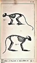 Esqueleto de Sapajus apella & sagui-de-tufo-branco, 1831