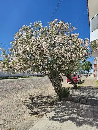Oleandro (ou espirradeira) com flores brancas