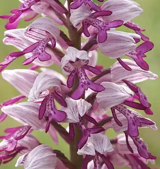 Flores de Orchis militarisA espécie tipo de Orchidaceae.