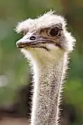 Avestruz