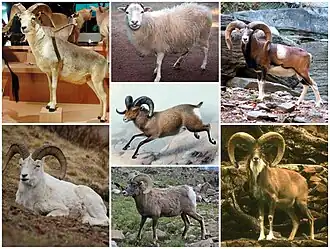 Diversas espécies do gênero Ovis