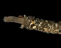 Owenia, um Poliqueto