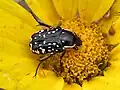 Espécie se alimentando de pólen, da subfamilia Cetoniinae.