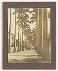 Palmeiras Imperiais na Rua Paissandu, 1902
