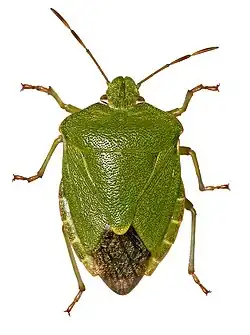 Insetos verdadeiros(Hemiptera)