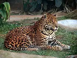 Onça-pintada (Jaguar)