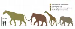 comparados aos humanos, as silhuetas de quatro grandes mamíferos terrestres, o paraceratério, o elefante-de-reck, a girafa e o elefante-africano-da-savana