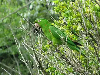 Aratinga leucophthalma (Superfamília Psittacoidea)