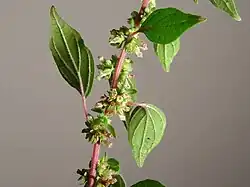 Parietaria judaica (flores).