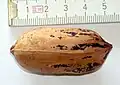 Noz inteira da pecan com a casca (endocarpo)