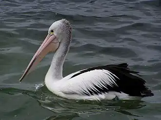Pelecanus conspicillatus