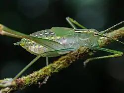 Ninfa de esperança Engonia em mata atlântica do sudeste