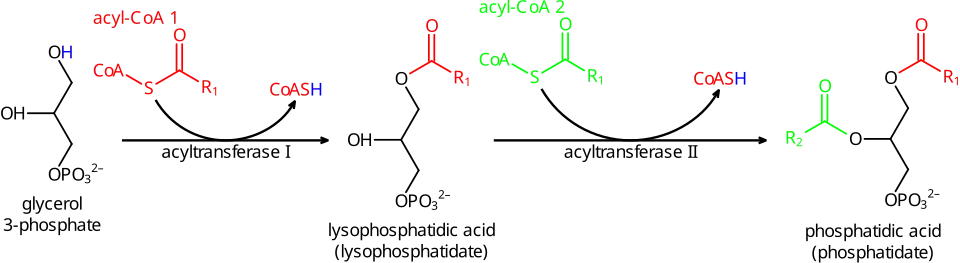 Síntese de ácido fosfatídico.