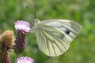 Pieris napi
