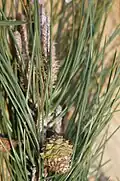 Cone de Pinus attenuata