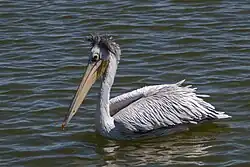 Pink-backed pelican
