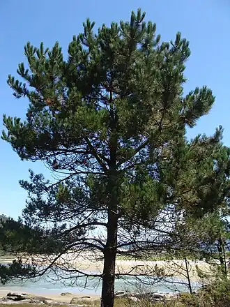 Pinus pinaster