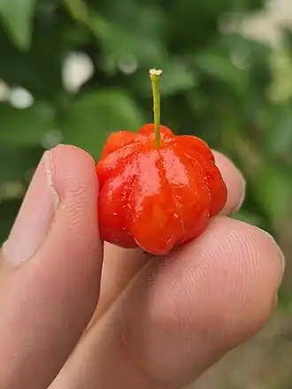 Fruto da pitangueira