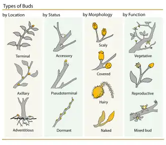 Plant Buds classification