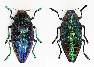 Polybothris sumptuosa, vista superior (esquerda) e inferior (direita), encontrada em Madagáscar, na África.