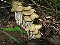 Psilocybe zapotecorum