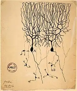 Desenho das células de Purkinje (A) e células granulares (B) do cerebelo do pombo por Santiago Ramón y Cajal, 1899. Instituto Santiago Ramón y Cajal, Madrid, Espanha.