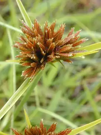 Cyperus polystachyos