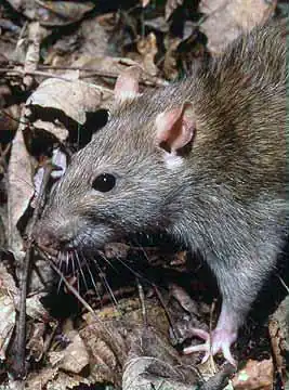 Rattus norvegicus.