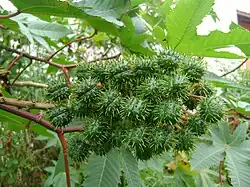 Detalhe dos frutos da mamona