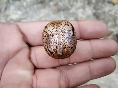 Semente, usada na produção de suplementos alimentares.