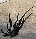 Laminaria saccharina