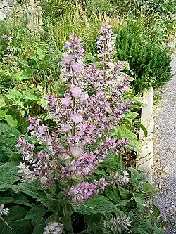 Sálvia (Salvia sclarea).