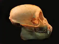 Crânio de Sapajus robustus, vista lateral.