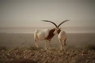 Órix-de-cimitarra no Parque Nacional de Dghoumes, na Tunísia