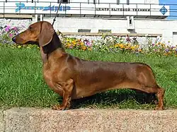 A variedade mais comum: O dachshund de pelagem curta