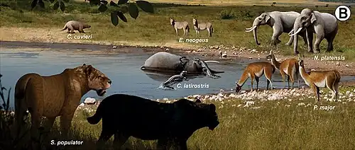 Em primeiro plano dois tigres-dentes-de-sabre espreitam um grupo de três paleolhamas. Em um lago, dois jacarés se aproveitam de uma carcaça de mastodonte. Ao fundo mastodontes, cavalos e uma preguiça-terrestre. A paisagem é savânica.