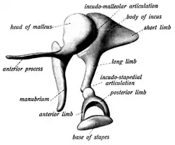 imagem com os três ossículos que pertencem ao ouvido médio, em ordem, martelo, bigorna e estribo