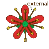 Estames diplostémones