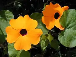 Subfamília Thunbergioideae: Thunbergia alata, uma planta trepadeira herbácea, cujas variedades são utilizadas como plantas ornamentais.